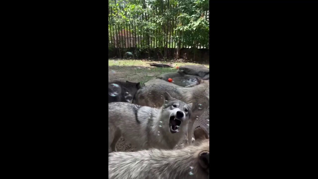 Playful wolf pups have fun chasing bubbles at Memphis Zoo