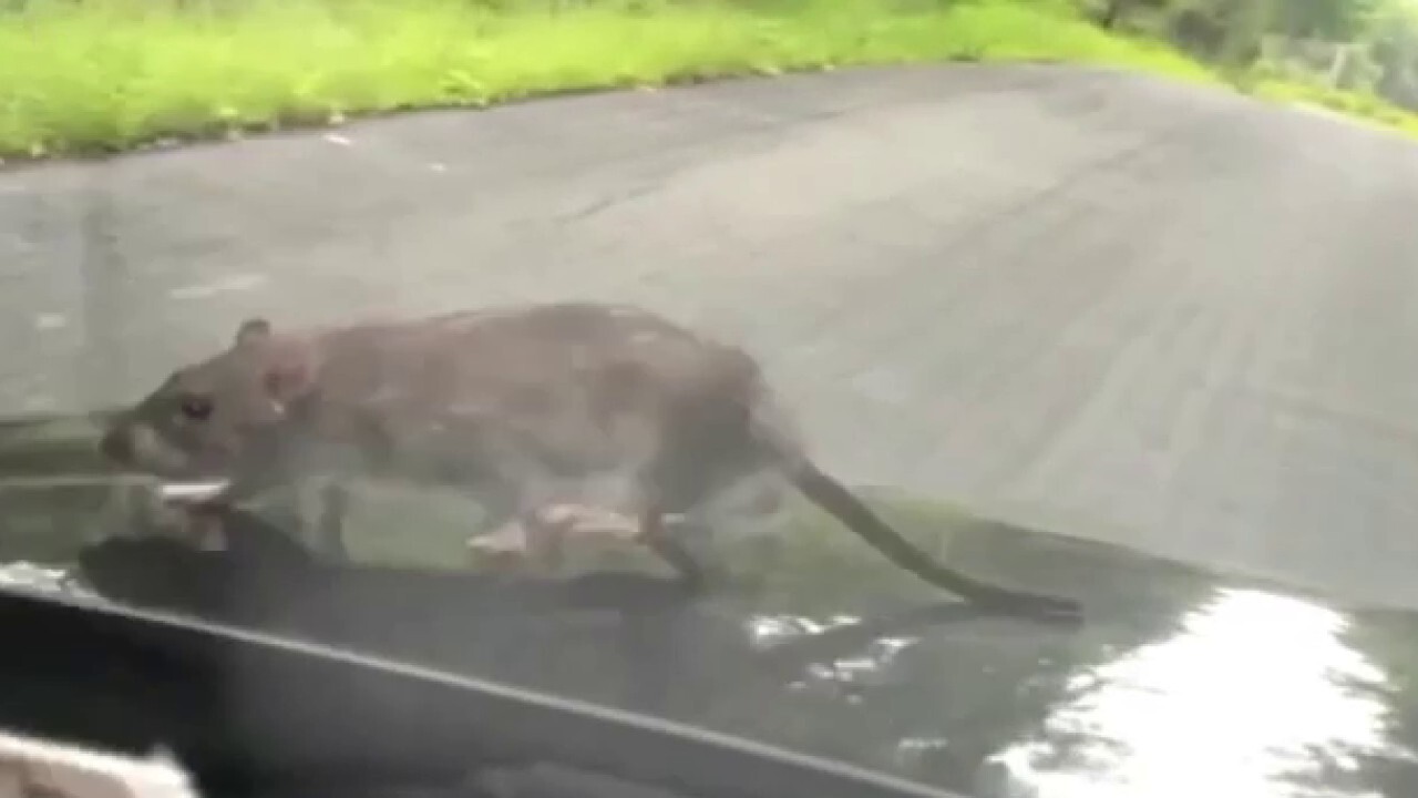 New York man reacts to large rat climbing on hood of car: 'Where did it go?'
