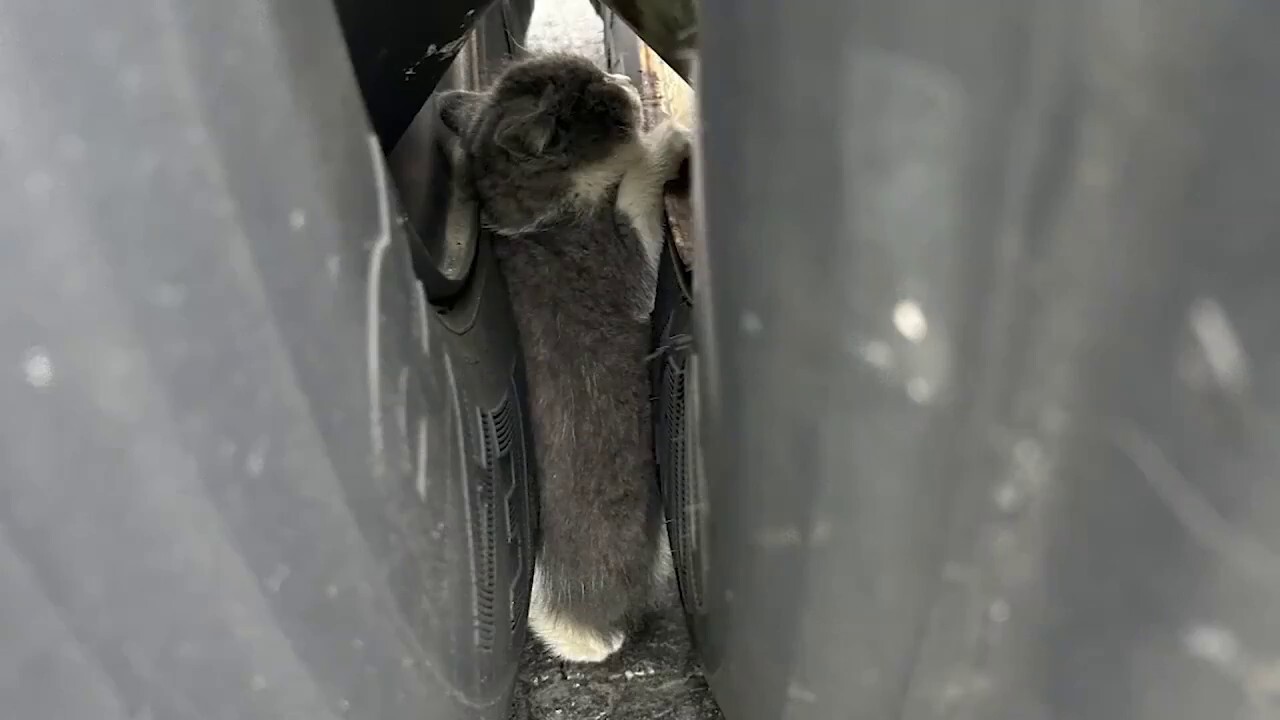 Kitten rescued from semi-truck wheel well in Ohio