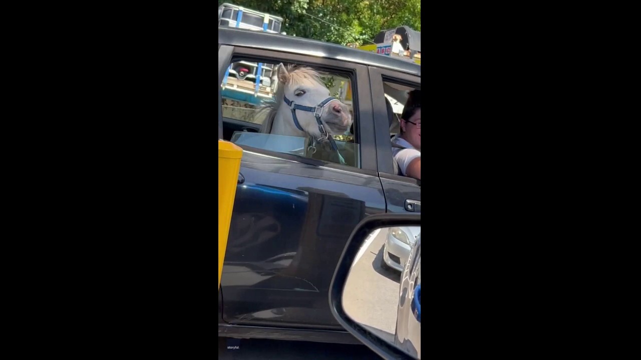 Mini horse spotted riding in a car in a McDonald's drive-thru