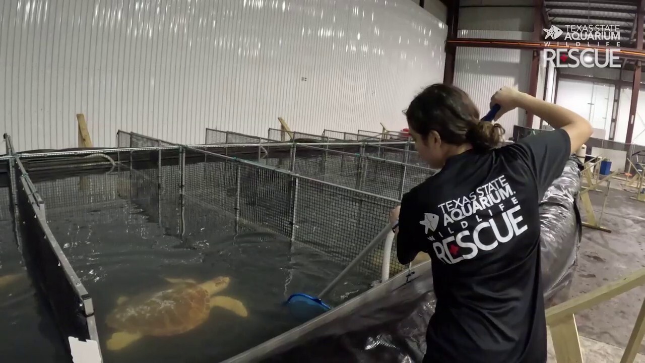 Texas State Aquarium crews setup a facility in Port Corpus Christi
