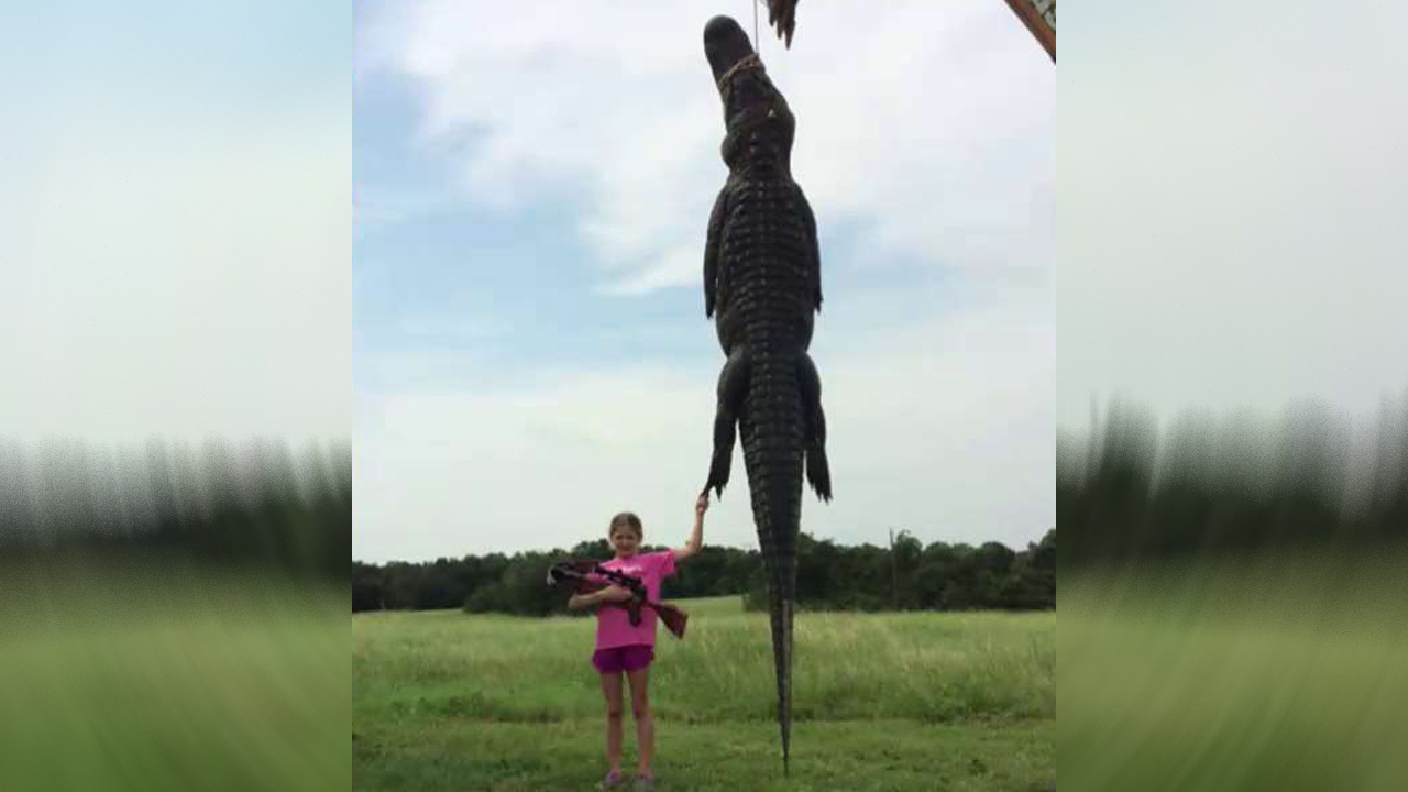 10-year-old girl bags 800-pound gator