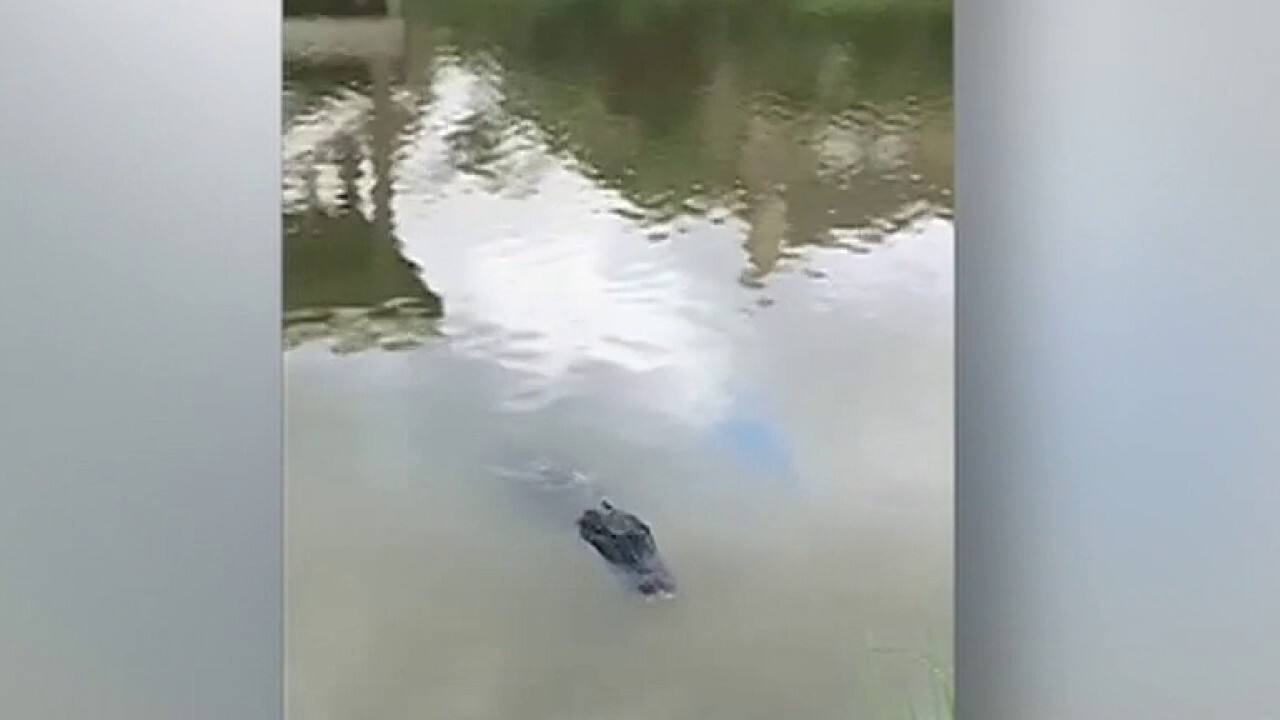 Dad saves kids from 600-pound alligator in Texas