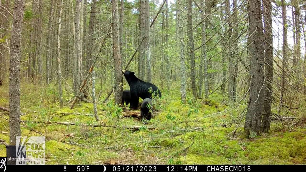 Family of bears seen back scratching in cute moment