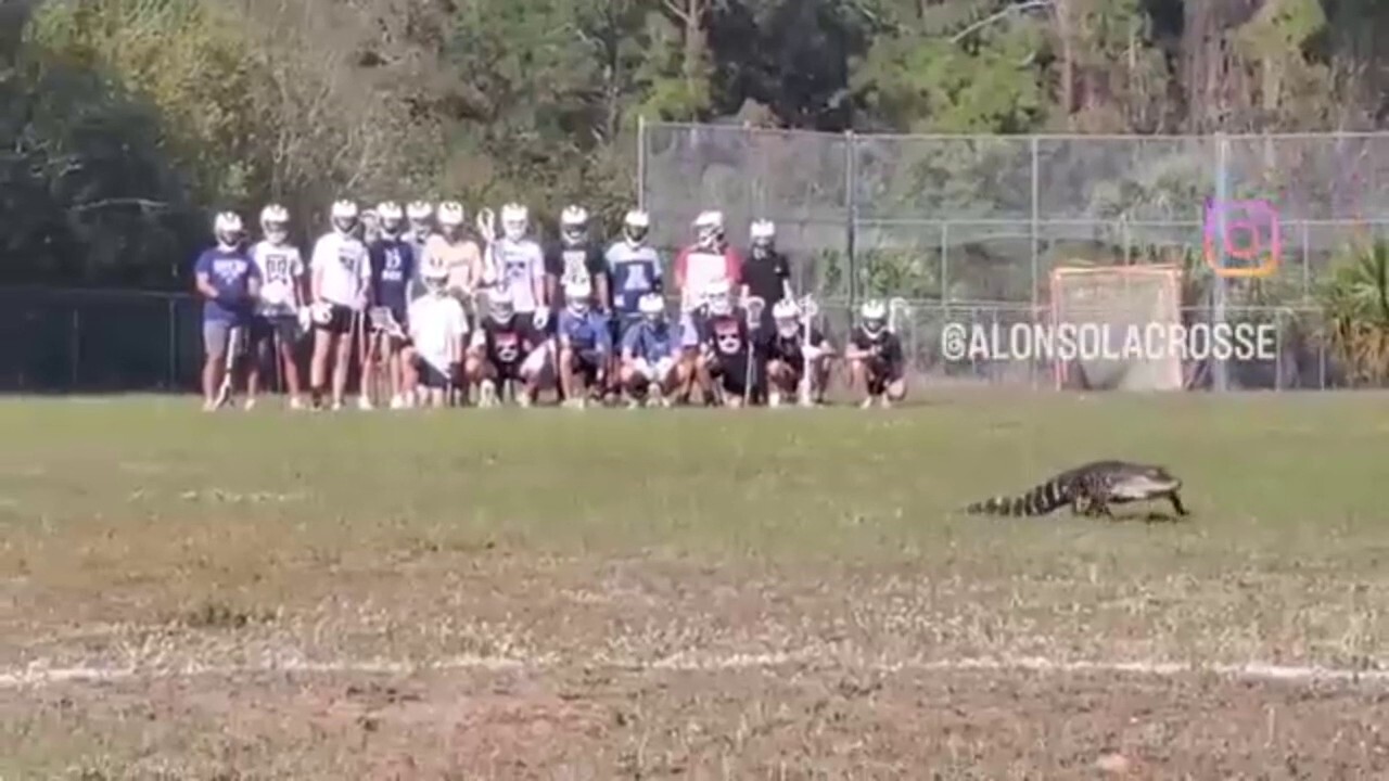 Florida lacrosse practice broken up by alligator on the field