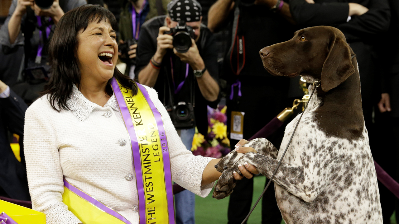 German shorthaired pointer wins annual Westminster Dog Show