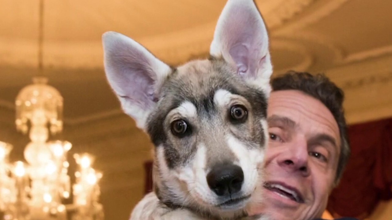 Cuomo reportedly wants to leave his dog behind