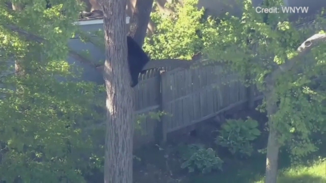 Bear camps out in tree in New Jersey residential area