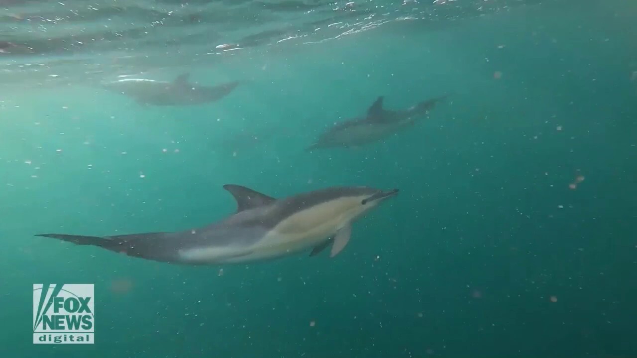 Fishermen spot perhaps 500 dolphins off the coast of England in shocking video
