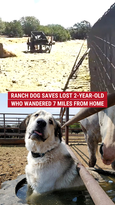Ranch canine  saves mislaid  2-year-old who wandered 7 miles from location  
