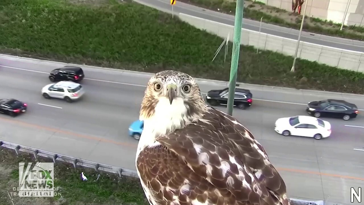 Hawk caught staring into a Minnesota traffic camera on Interstate 94 in Minneapolis