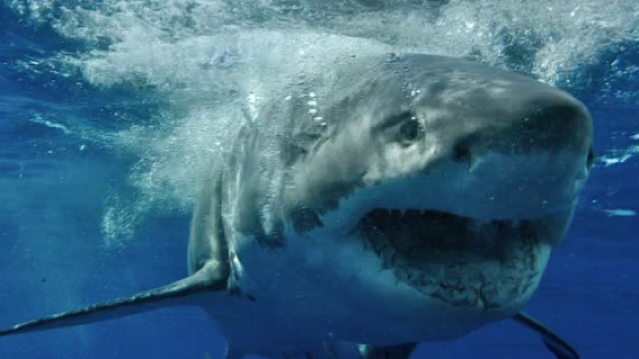 Scientists say increased shark sightings suggest conservation efforts