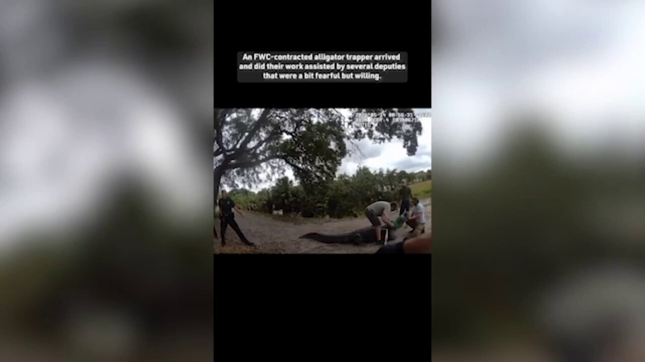 Властите във Флорида във видеопререкания, премахнаха масивен алигатор от пътека, посещавана от ученици