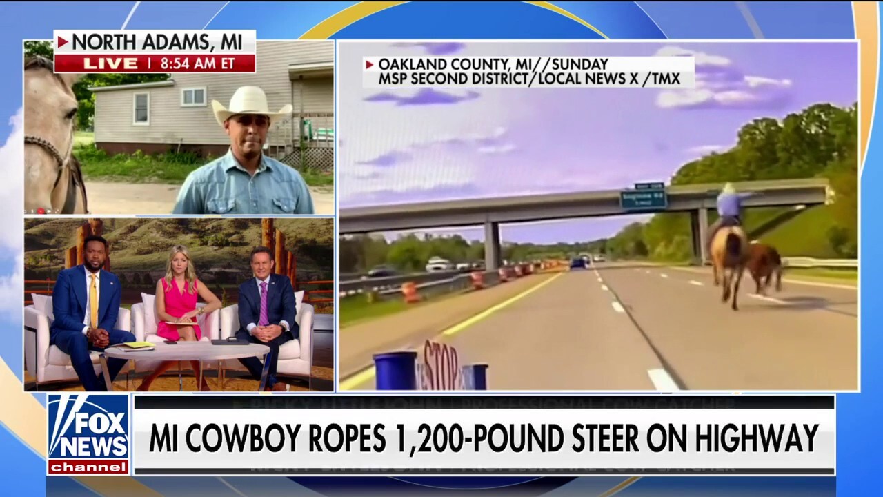 MI cowboy wrangles cow on highway