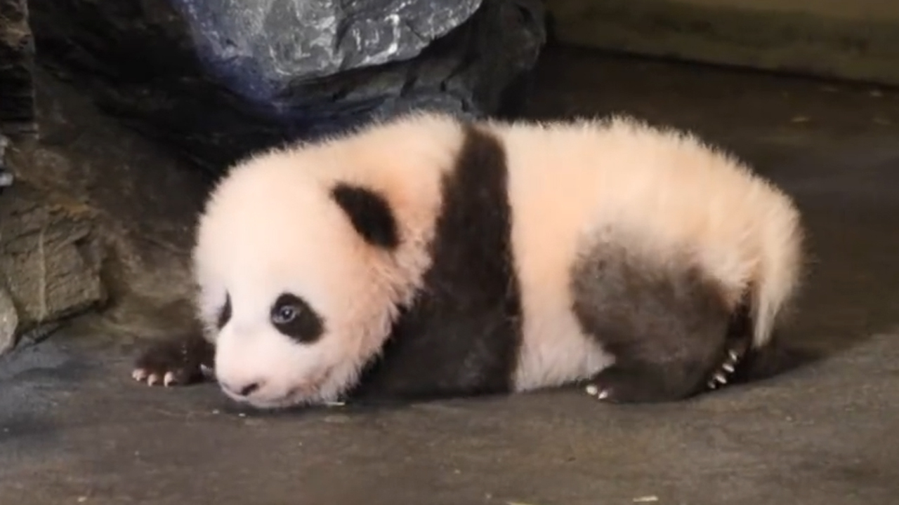 Watch adorable baby panda take his very first steps