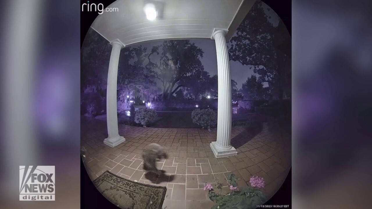 Raccoon spotted running on its front legs across home's porch