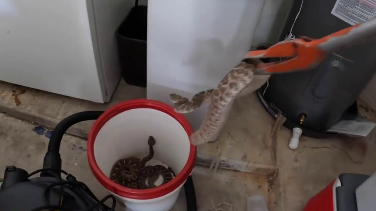 Arizona pest control removes 20 rattlesnakes from man’s home