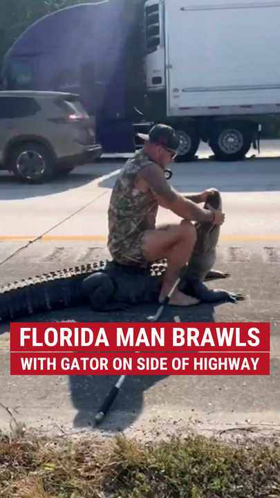 Florida antheral   wrestles with gator connected  broadside  of highway
