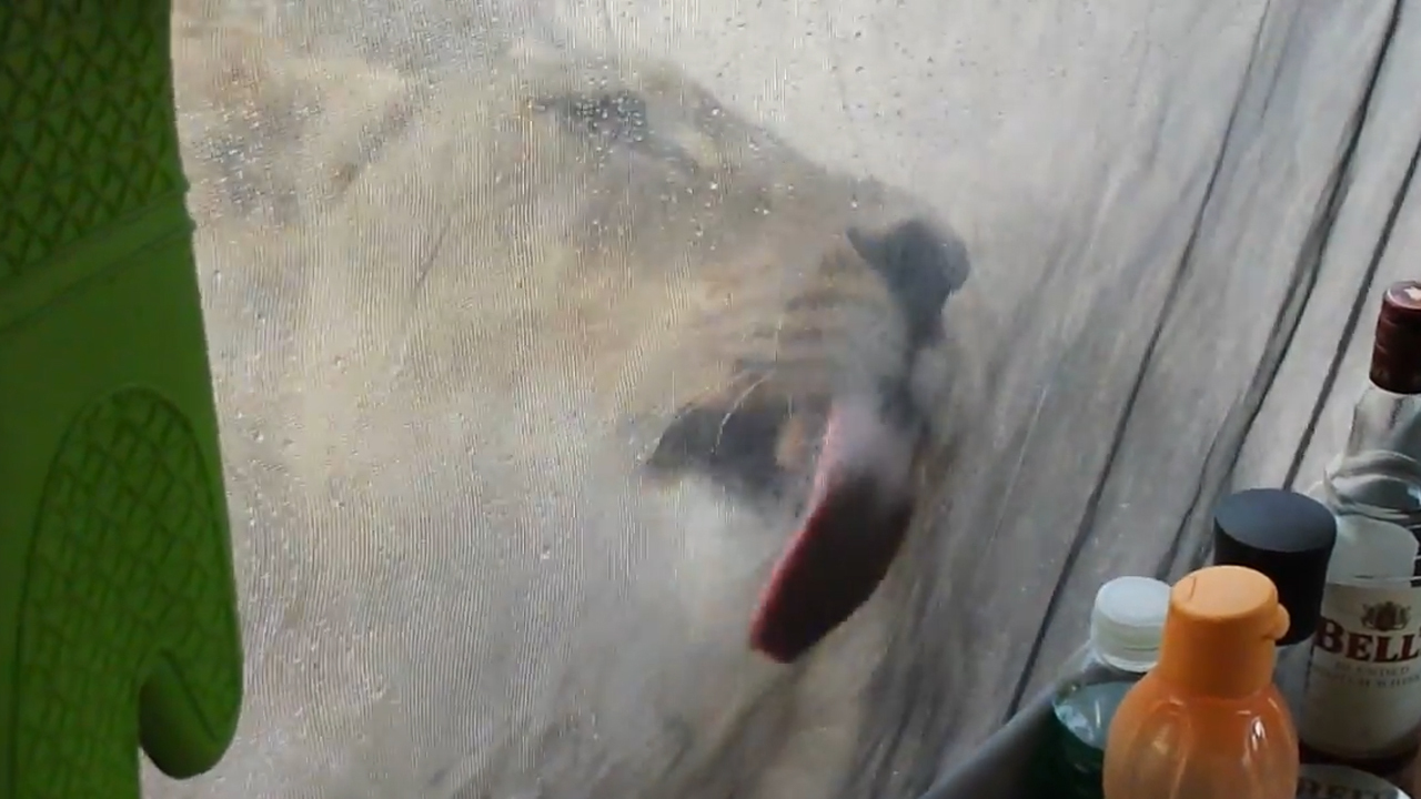 Lions lick water off tent as campers sit quietly inside