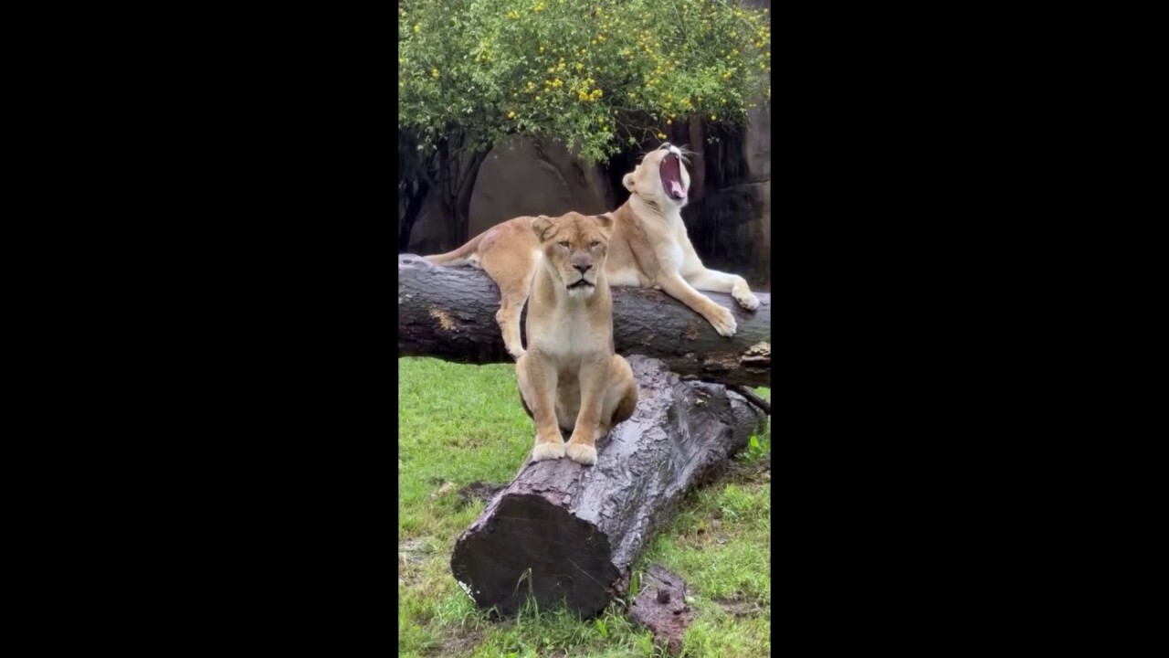 Beautiful lions enjoy rainfall on gloomy zoo day