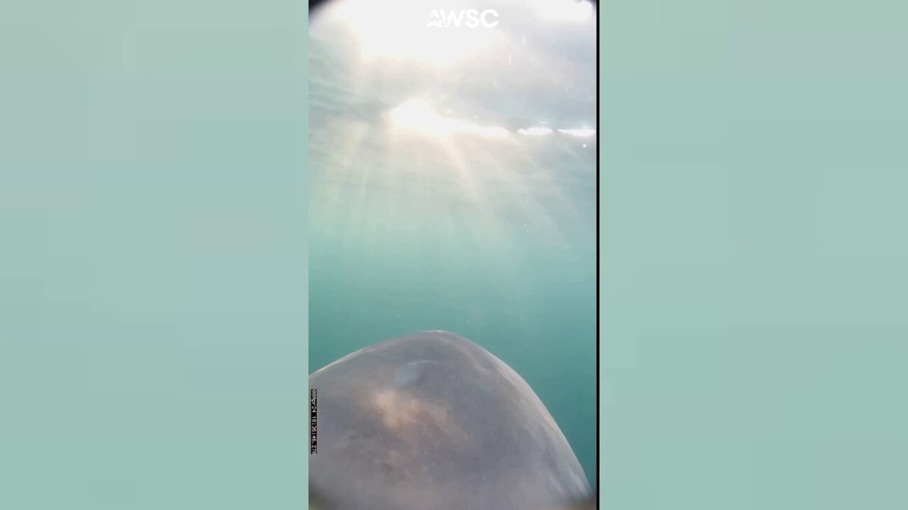 Базирани в Масачузетс морски учени прикрепиха камера към голямо бяло за интригуващ „изглед с око на акула“