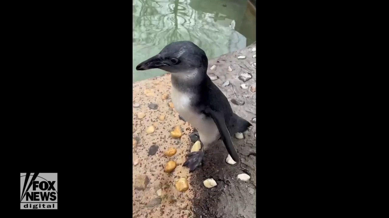 Baby penguin passes swim test in milestone moment