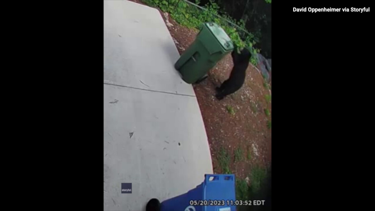 Bear cub tries to take out the trash — see this funny video