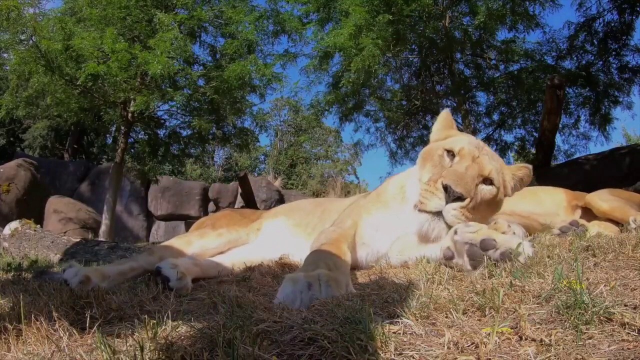 Zoo lions find hidden cameras for playful moments