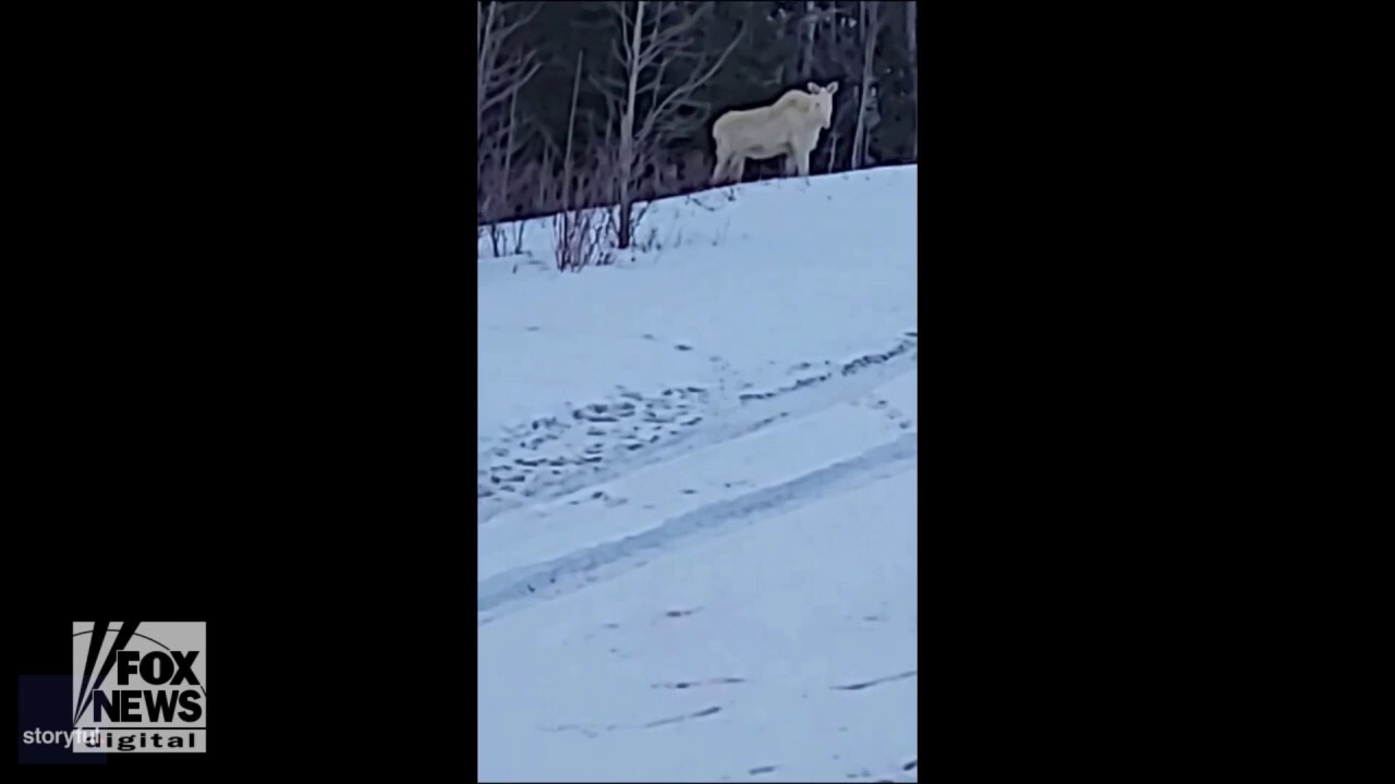 Man spots rare white moose in shocking video