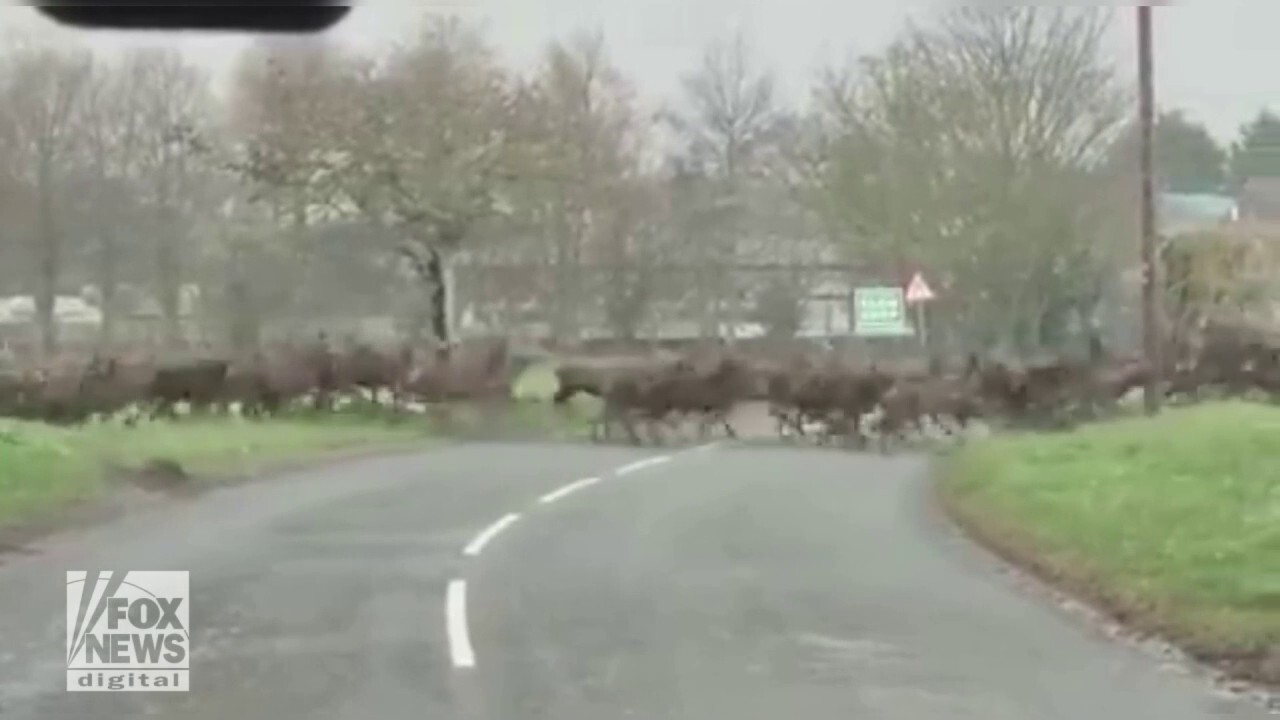 Oh, deer! Huge herd of deer are seen running across road and holding up traffic