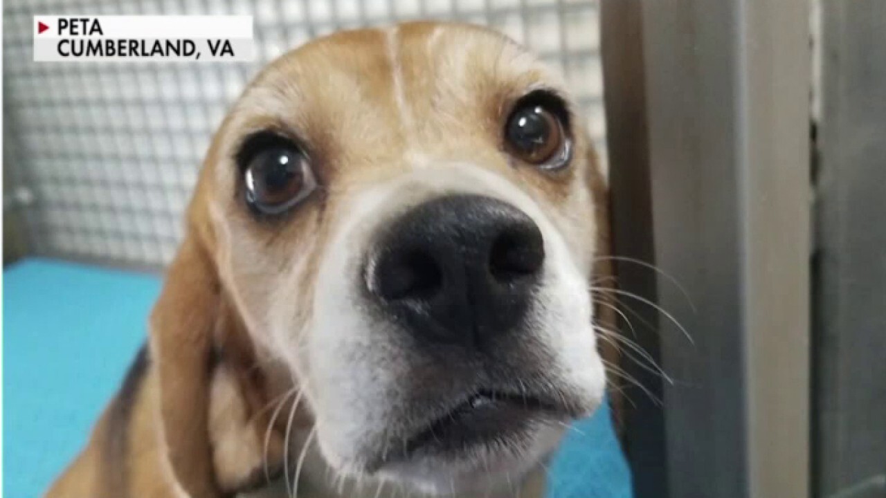 NIH has spent $1.2M on beagles for experiments over last decade: PETA VP