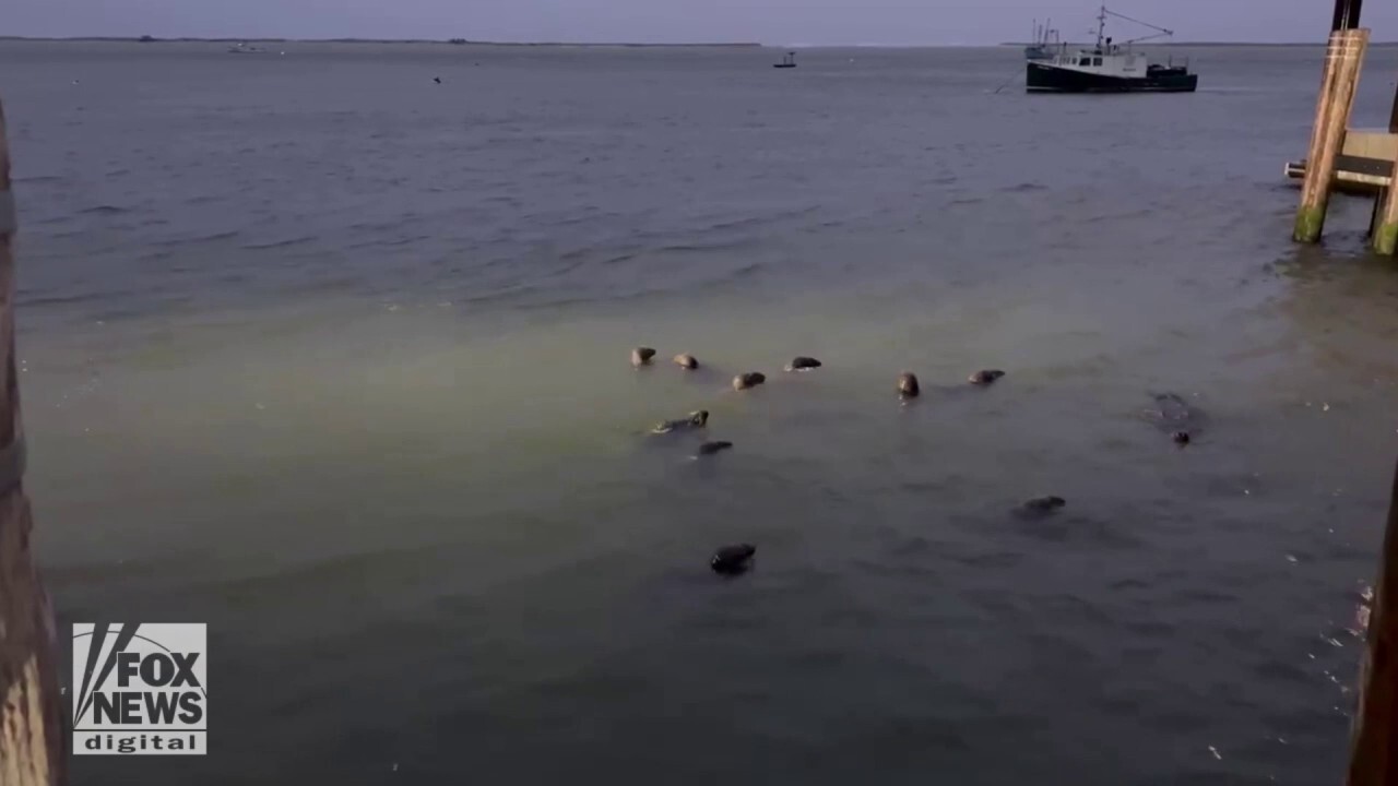 Group of seals spotted near shore after tropical cyclone