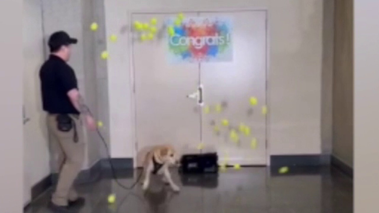 Кучето за проверка на TSA „Меси“ се оттегля от служба след изненадващ последен „удар“