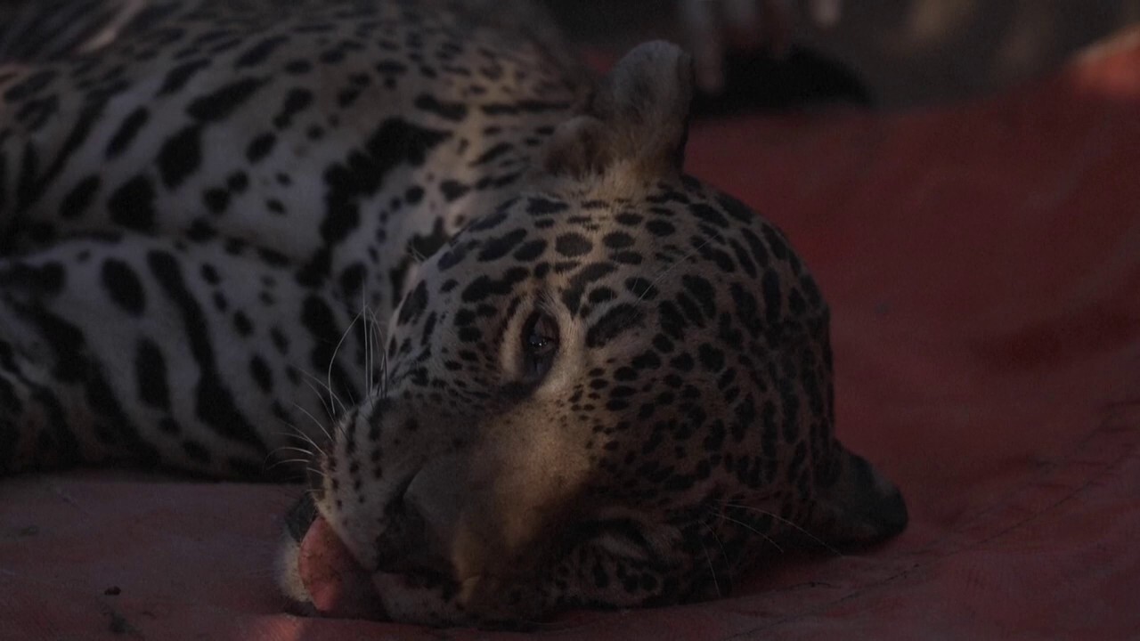 Exotic animals escape 'Narco Zoo' in Mexico amid explosive cartel violence