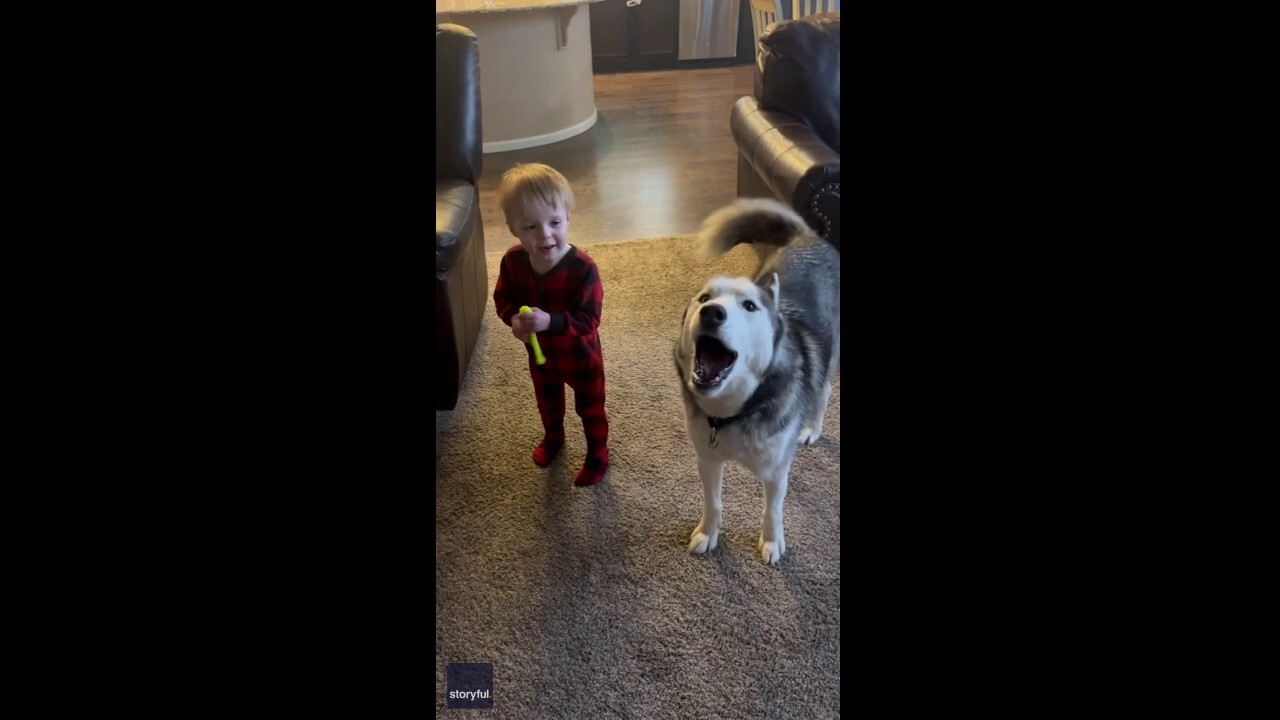 Dog and toddler in Colorado howl together