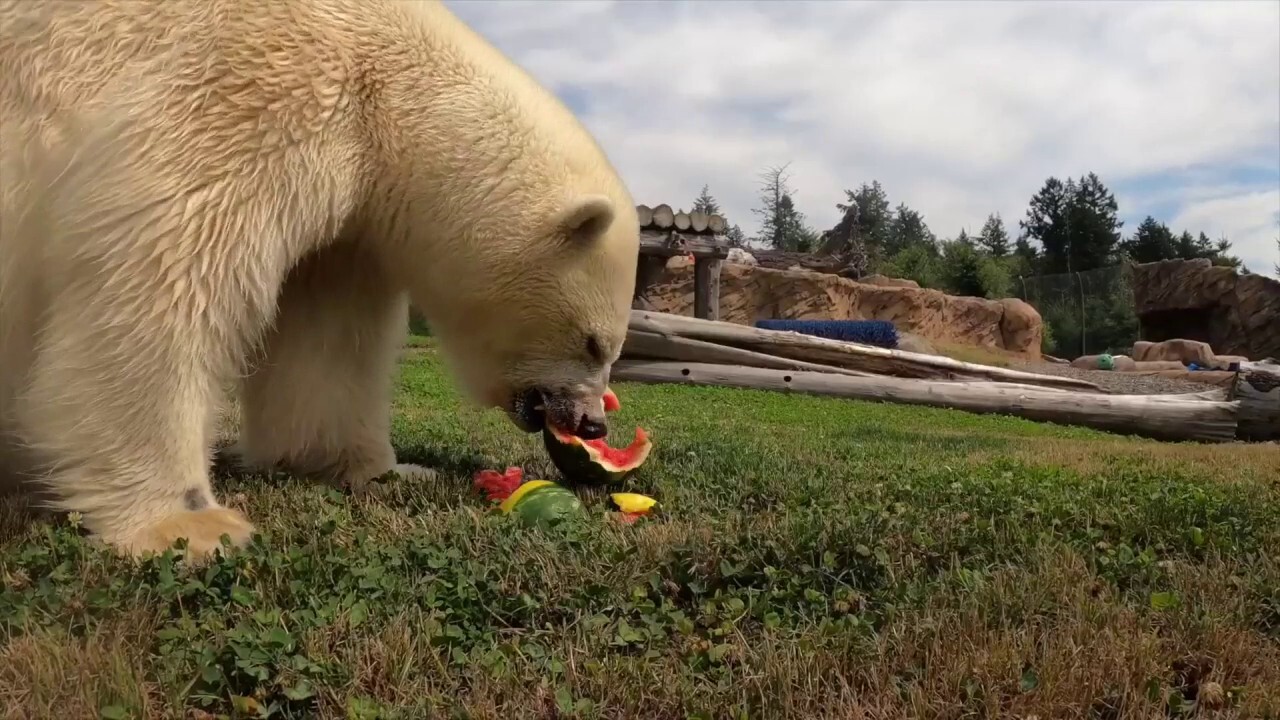 Polar bears enjoy a crunchy treat at Oregon Zoo