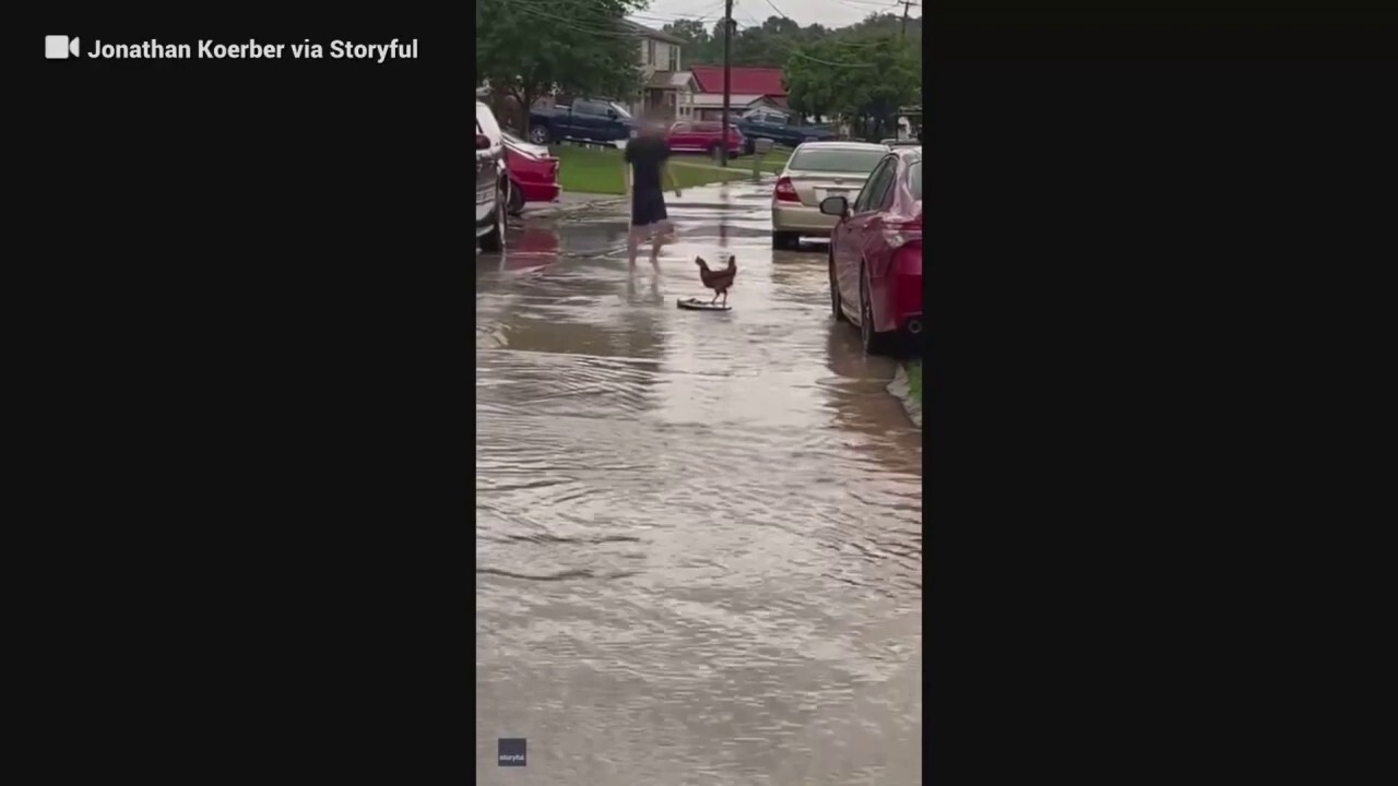 Pet chicken surfs on flooded street in West Virginia after storm