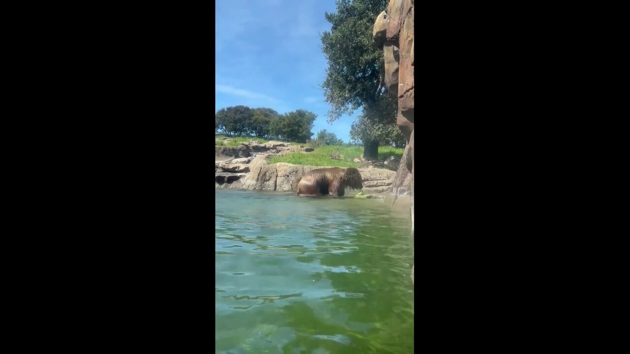 Grizzly bear spotted hilariously playing with toy