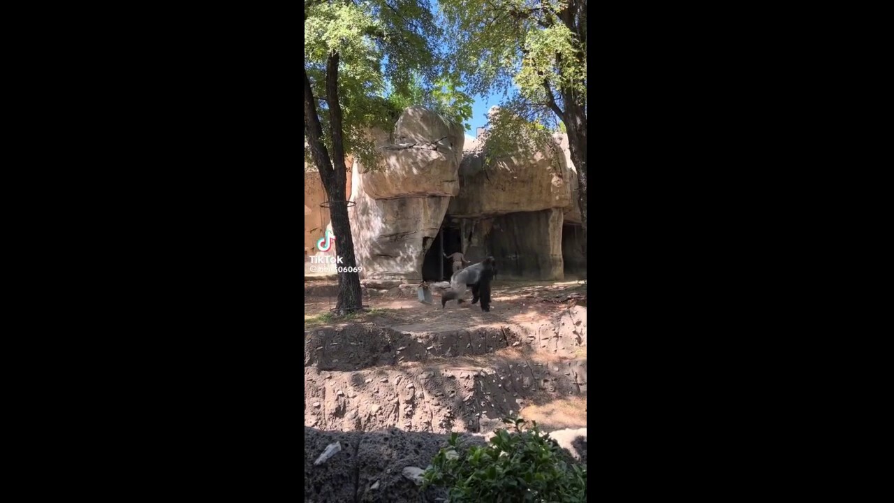  Zookeepers face terrifying attempt to escape gorilla enclosure at Texas zoo