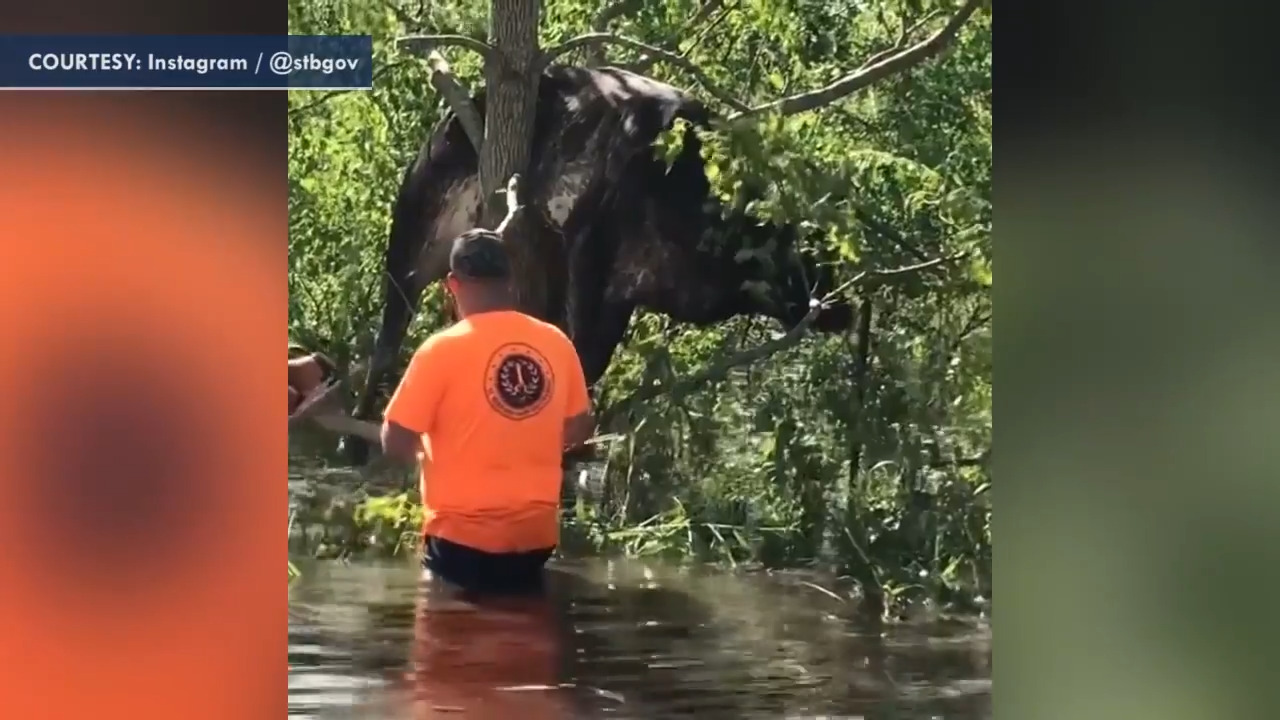 Louisiana Cow rescued from tree in Hurricane Ida's aftermath 