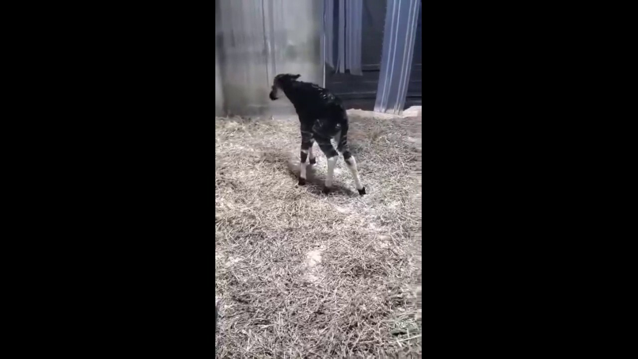Okapi calf takes first steps at local zoo with its mama nearby