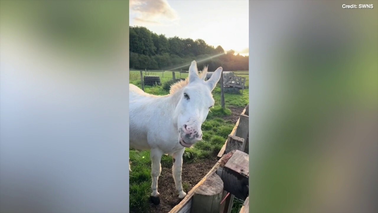 Watch as a group of donkeys munch on their favorite treat