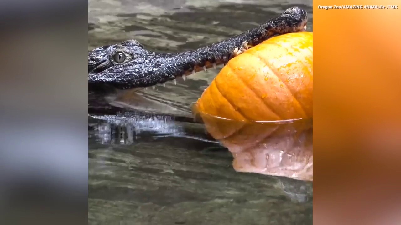 SEE IT: Ferocious zoo animal celebrates the start of "Croctober"