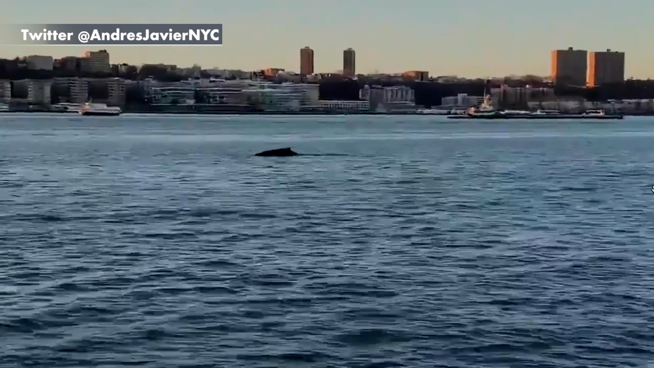 Humpback whale spotted in NYC's Hudson River
