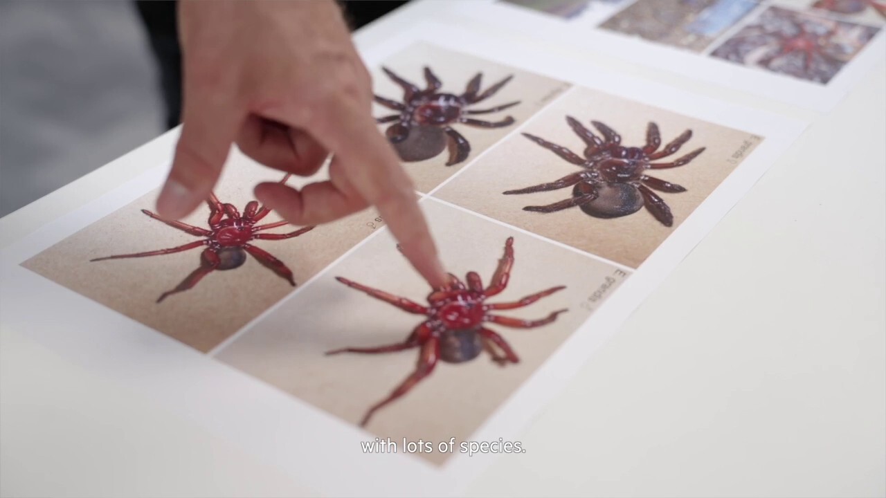 New 'giant' spider found in Australia