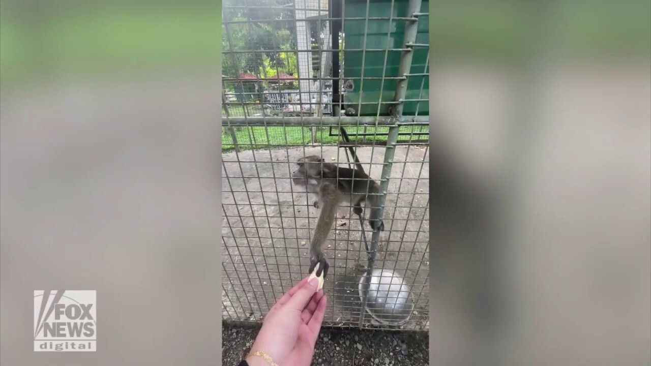 Watch out! Monkey snatches phone from tourist’s hand