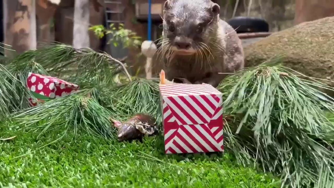 Animals tear into holiday-themed decorations and treats at local zoo