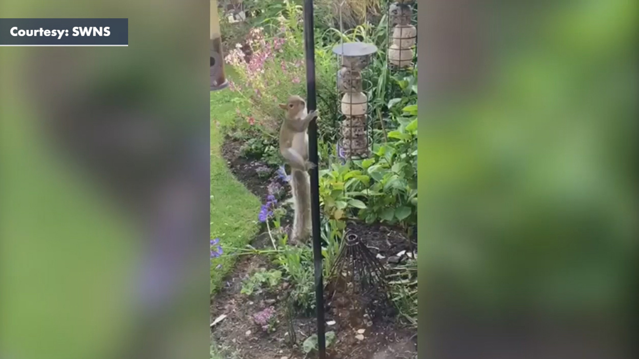 Squirrel slides down slippery pole 