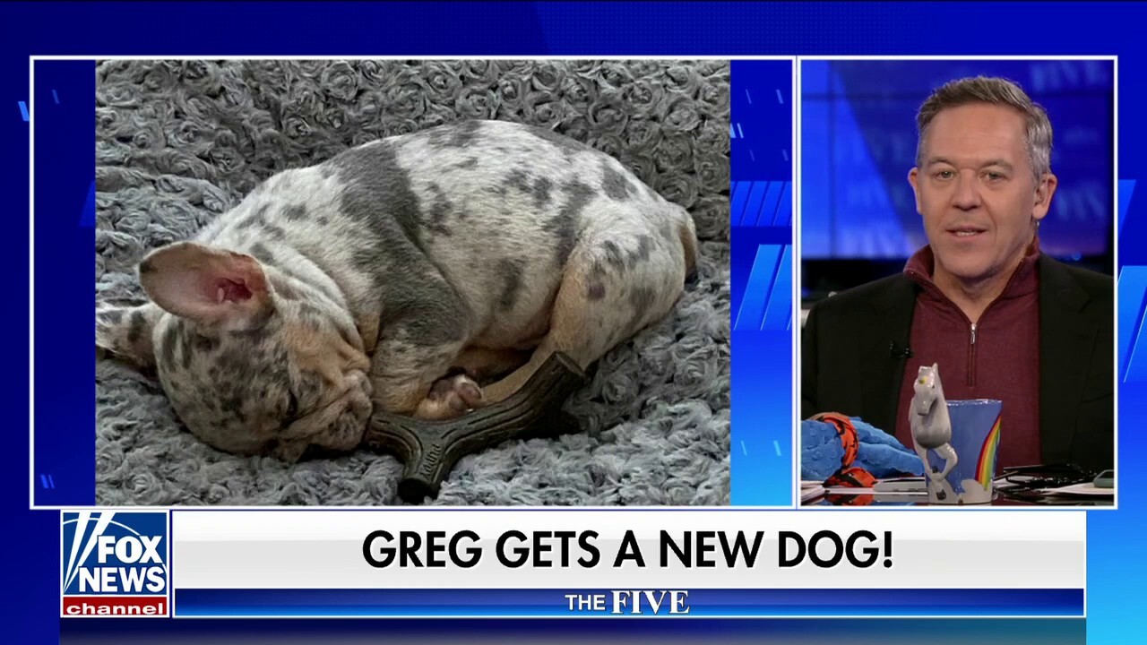 Greg Gutfeld welcomes adorable pup