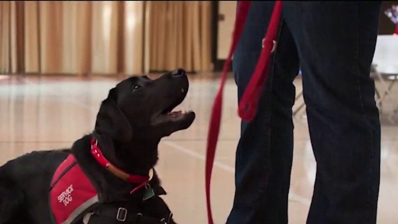 Non-profit trains service dogs to help veterans with PTSD